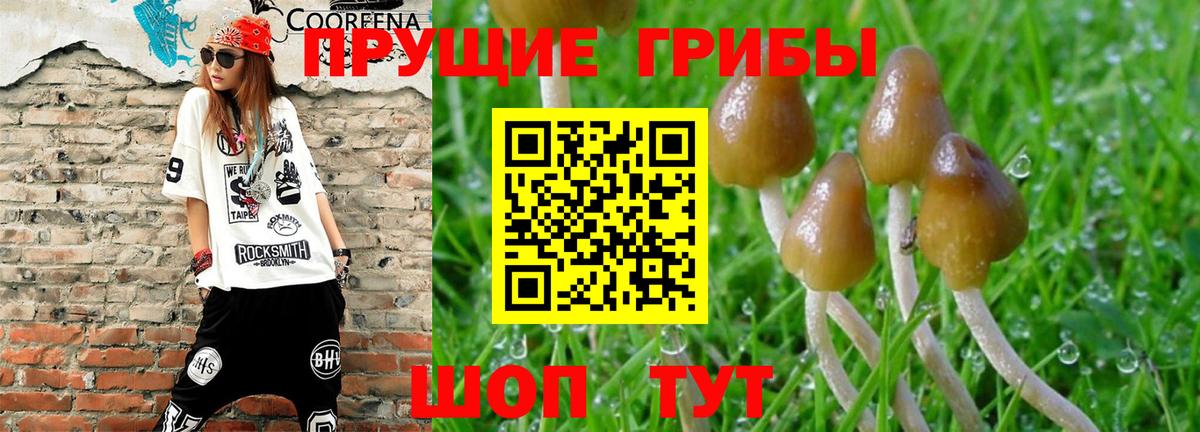 Псилоцибиновые грибы Psilocybe Волоколамск